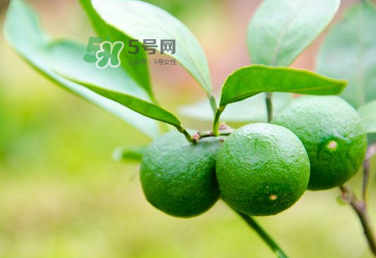 八月份可以吃橘子嗎？八月份的橘子能吃嗎？