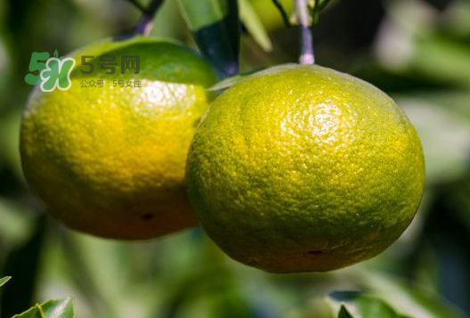 八月份可以吃橘子嗎？八月份的橘子能吃嗎？