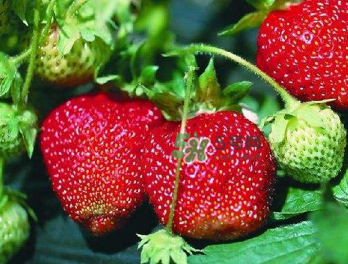 八月份還有草莓嗎？8月份還有草莓嗎？