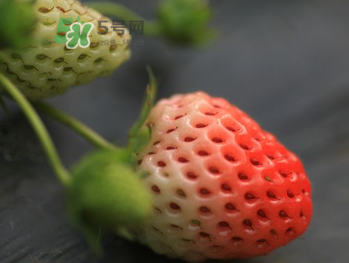 八月份還有草莓嗎？8月份還有草莓嗎？