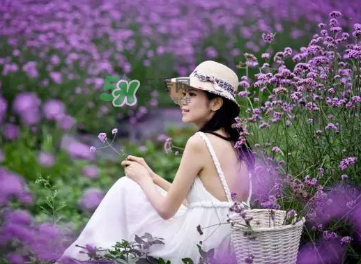 八月份還有薰衣草嗎？8月份還有薰衣草嗎？