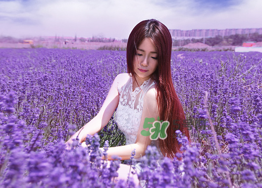 八月份還有薰衣草嗎？8月份還有薰衣草嗎？