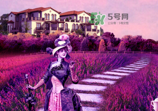 八月份還有薰衣草嗎？8月份還有薰衣草嗎？