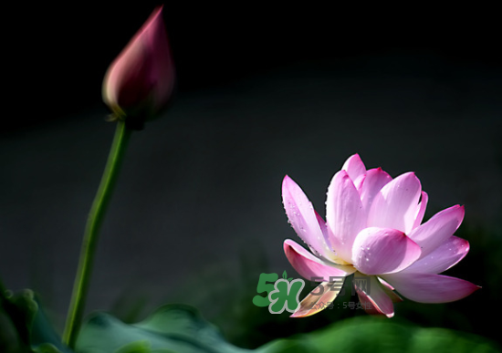 八月份還有荷花嗎？8月份還有荷花嗎？