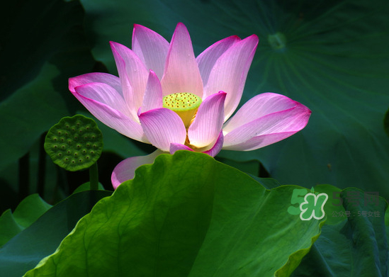 八月份還有荷花嗎？8月份還有荷花嗎？