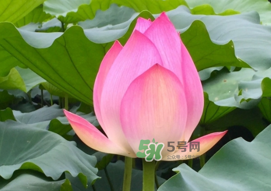 八月份還有荷花嗎？8月份還有荷花嗎？