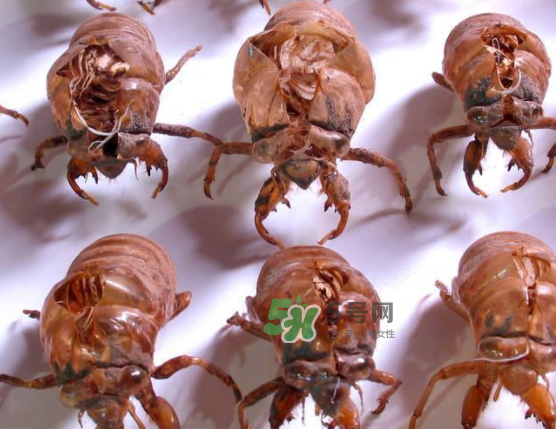 知了殼能治破傷風嗎？知了殼能治什么??？