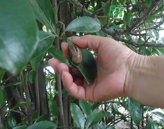 知了殼能治破傷風嗎？知了殼能治什么??？