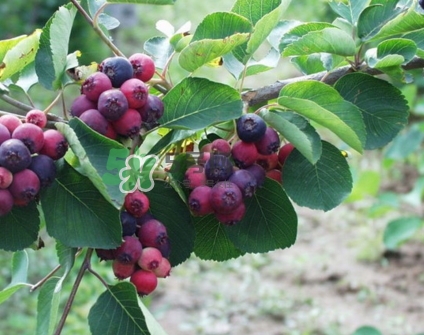 鈣果什么味道？鈣果好吃嗎？