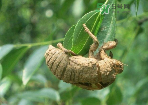 知了殼哪里收購？哪里有收知了殼的？