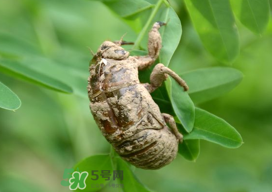 知了殼哪里收購？哪里有收知了殼的？