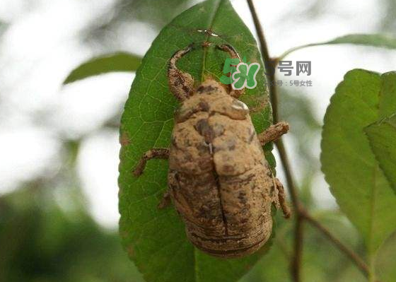 知了殼哪里收購？哪里有收知了殼的？