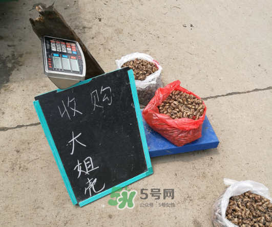 知了殼收什么價？知了殼收購價格