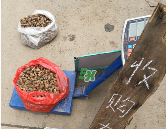 知了殼收什么價？知了殼收購價格