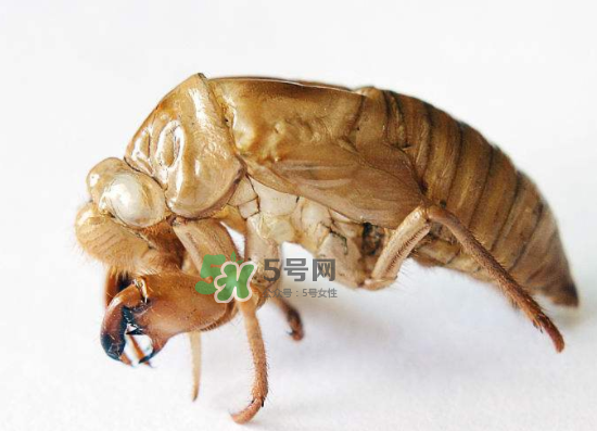 蟬殼多少錢一斤？蟬殼多少錢一斤2017？