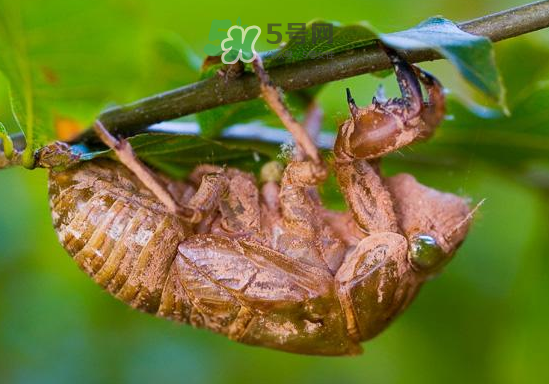 蟬殼多少錢一斤？蟬殼多少錢一斤2017？