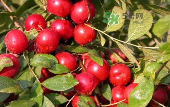 鈣果怎么吃？鈣果食用方法