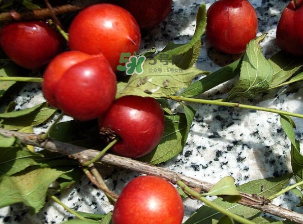 鈣果怎么吃？鈣果食用方法