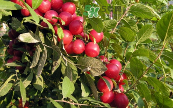 鈣果孕婦可以吃嗎？懷孕可以吃歐李嗎？