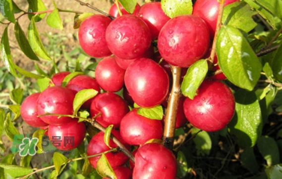 鈣果孕婦可以吃嗎？懷孕可以吃歐李嗎？