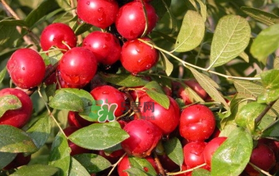 鈣果孕婦可以吃嗎？懷孕可以吃歐李嗎？