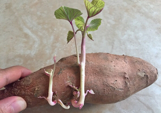 地瓜發(fā)芽了怎么種盆栽？拔絲地瓜怎么熬糖