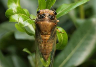 知了殼哪里收購？哪里有收知了殼的？