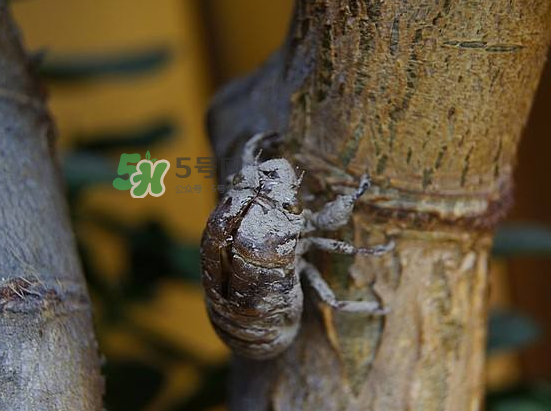 蟬殼多少錢一斤？蟬殼多少錢一斤2017？