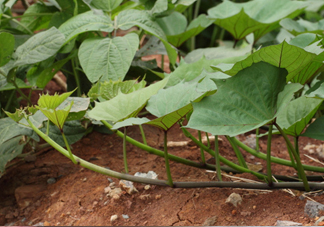 紅薯葉怎么做好吃？什么人不能吃紅薯葉