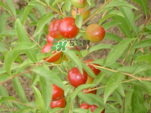 鈣果什么味道？鈣果好吃嗎？