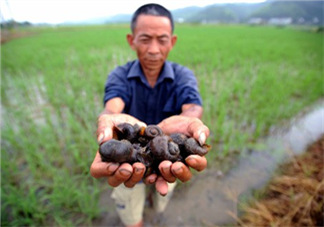 怎么殺死福壽螺寄生蟲？福壽螺寄生蟲怎么去除？