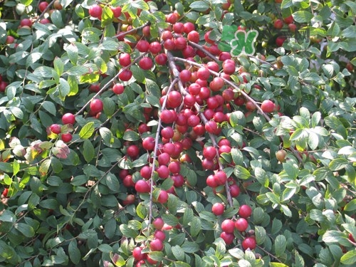 鈣果什么味道？鈣果好吃嗎？