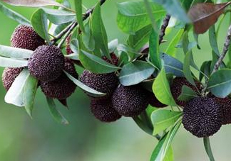 八月份還有楊梅嗎？楊梅幾月份結(jié)束？