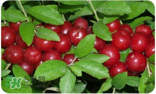 鈣果什么味道？鈣果好吃嗎？