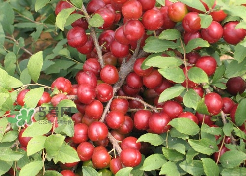 鈣果什么味道？鈣果好吃嗎？