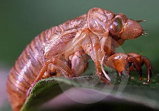 蟬殼多少錢(qián)一斤？蟬殼多少錢(qián)一斤2017？