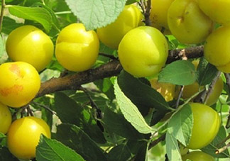 鈣果怎么吃？鈣果食用方法