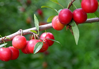 鈣果孕婦可以吃嗎？懷孕可以吃歐李嗎？