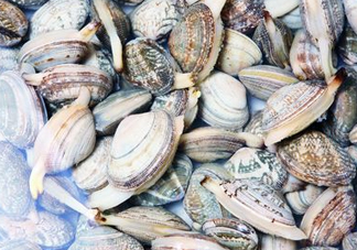 花蛤可以淡水養(yǎng)幾天？花蛤可以養(yǎng)幾天？