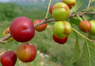 鈣果什么味道？鈣果好吃嗎？