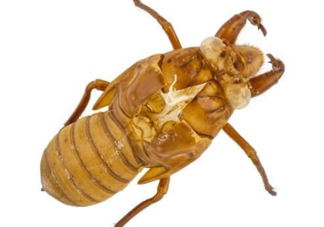 知了殼能治破傷風(fēng)嗎？知了殼能治什么??？