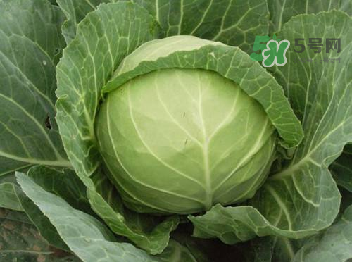 立秋可以種甘藍(lán)嗎？九月份能種甘藍(lán)嗎？