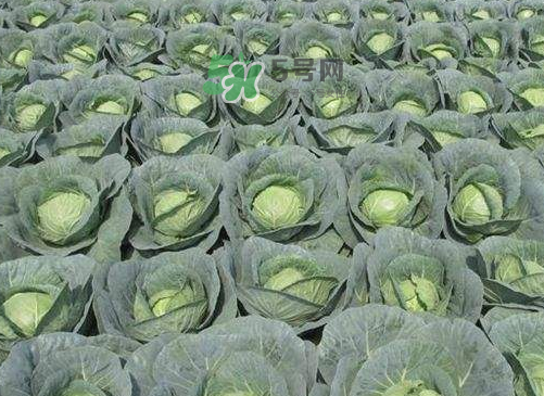 立秋可以種甘藍(lán)嗎？九月份能種甘藍(lán)嗎？