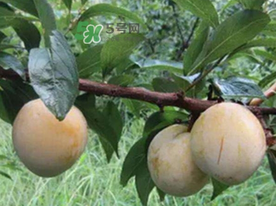 奈李是什么水果？奈李為什么會空心