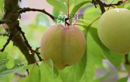 奈李是什么水果？奈李為什么會空心