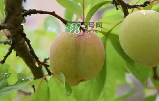 奈李不能和什么一起吃？奈李的禁忌