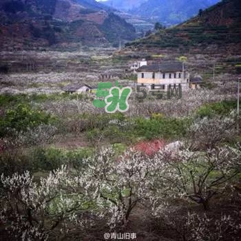 奈李是什么水果？奈李為什么會空心