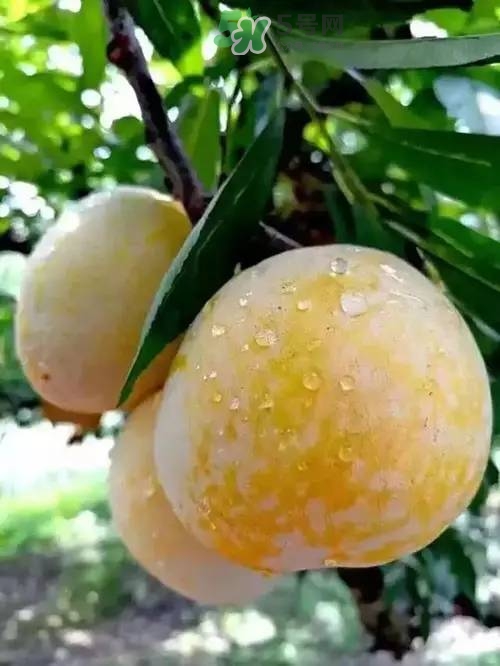 奈李是什么水果？奈李為什么會空心