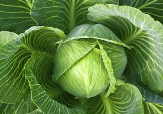 立秋可以種甘藍(lán)嗎？九月份能種甘藍(lán)嗎？