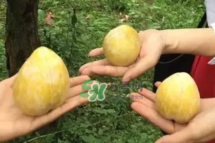 奈李是什么水果？奈李為什么會空心